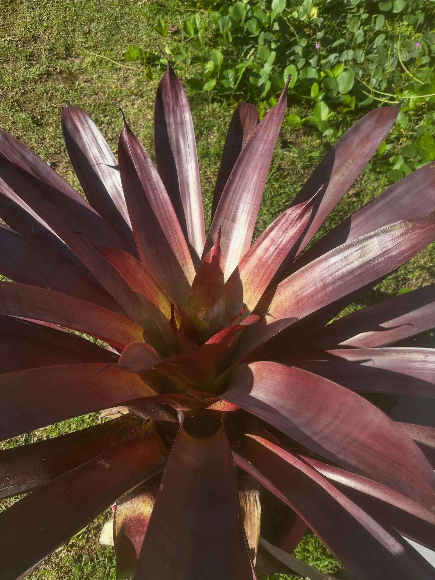 Bromélias e biodiversidade